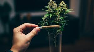 10-OH – Was steckt hinter der Hydroxy-Modifikation bei Cannabinoiden?